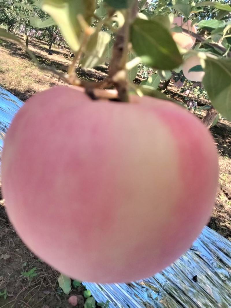 陕西咸阳乾州水晶红富士