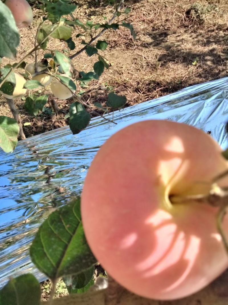 陕西咸阳乾州水晶红富士