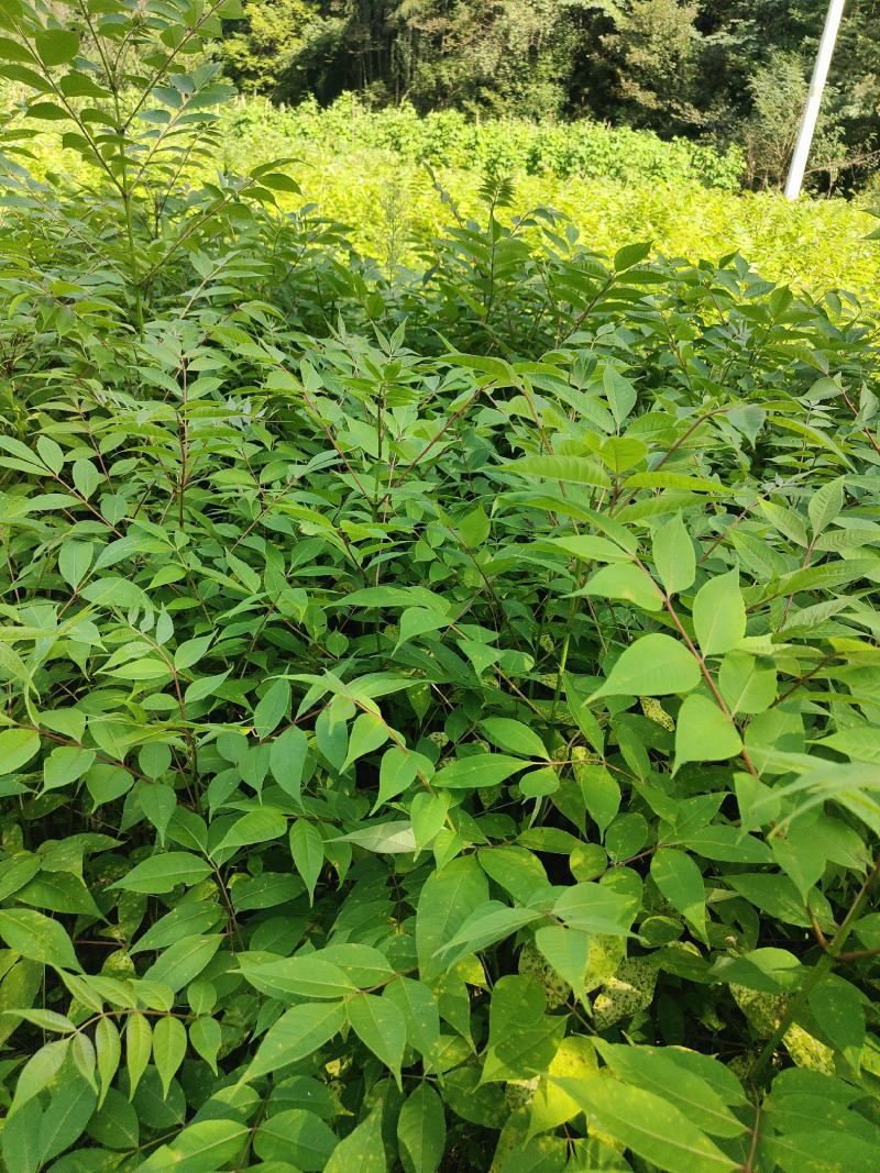 黄柏苗，川黄柏苗厚皮黄柏苗，货源充电，欢迎选购。
