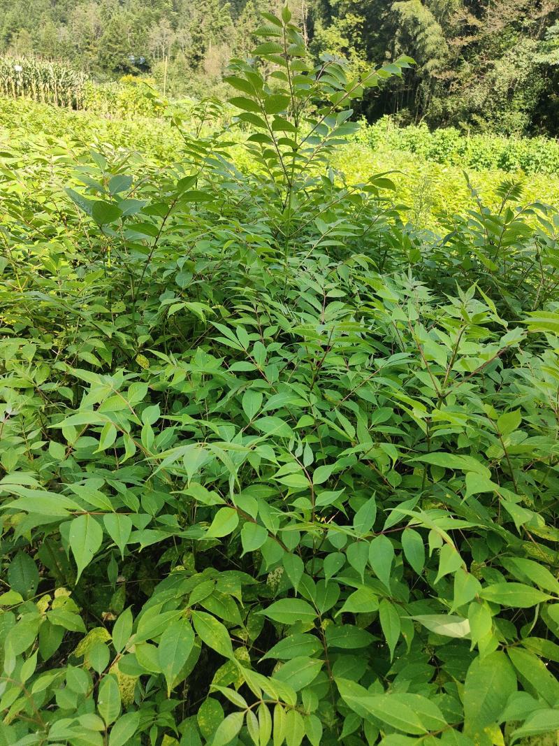 黄柏苗，川黄柏苗厚皮黄柏苗，货源充电，欢迎选购。