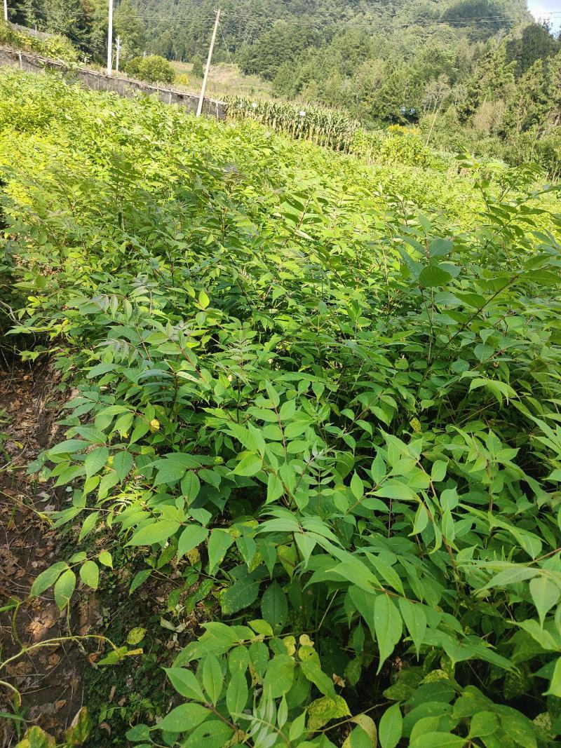 黄柏苗，川黄柏苗厚皮黄柏苗，货源充电，欢迎选购。