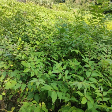 黄柏苗，川黄柏苗厚皮黄柏苗，货源充电，欢迎选购。