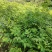 黄柏苗，川黄柏苗厚皮黄柏苗，货源充电，欢迎选购。