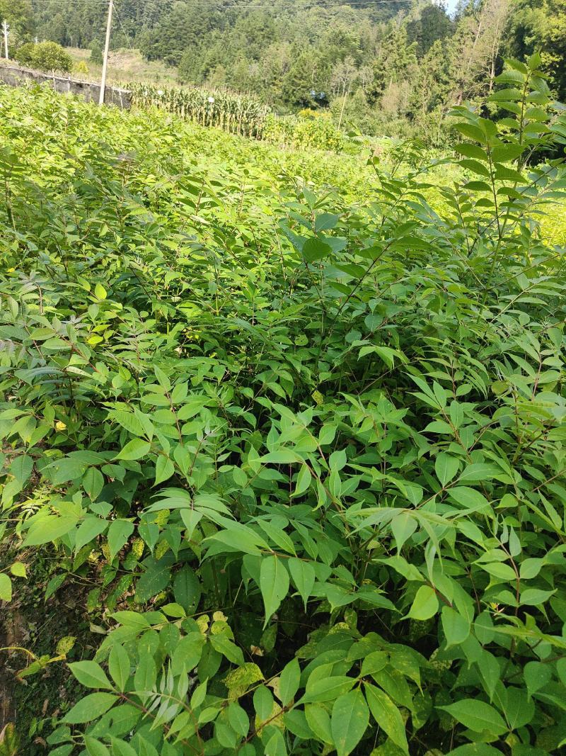 黄柏苗，川黄柏苗厚皮黄柏苗，货源充电，欢迎选购。