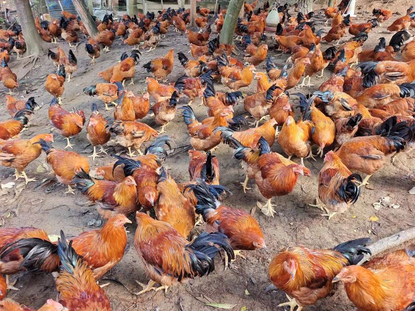 不同养殖方式下的鸡群