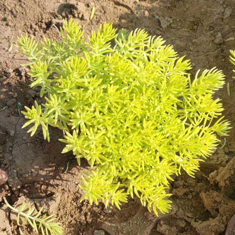 佛甲草金叶佛甲草黄金条基地直销，大量有货。长期有货