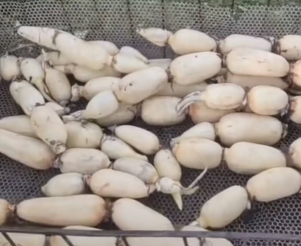 高清食材图:左侧为玉白色莲藕片(边缘微泛青),右侧为浸在冰柠檬水中的鲜红椒菱片,水体澄澈见底,竹篮纹理清晰,突出食材新鲜度与预处理细节 红椒莲藕食材特写:新鲜七孔藕去皮切片、红椒斜切菱片浸泡于透亮冰柠檬水中,背景铺竹制沥水篮