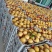 陕西黄桃大量供应