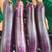 广西精品紫茄子长茄大量上市，基地发货，一手货源，欢迎联系！