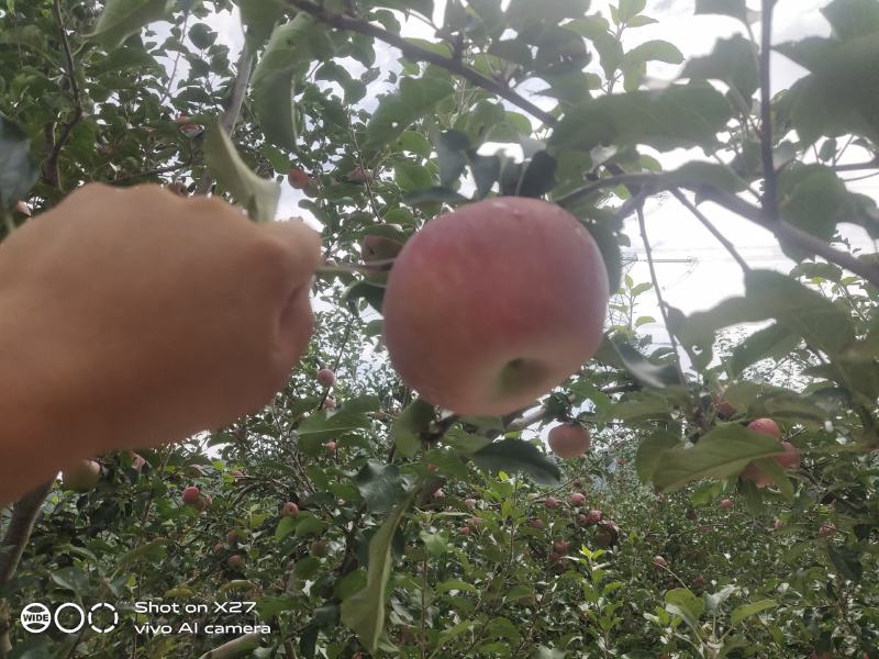 昭通冰糖心苹果，现摘现发，基地直销