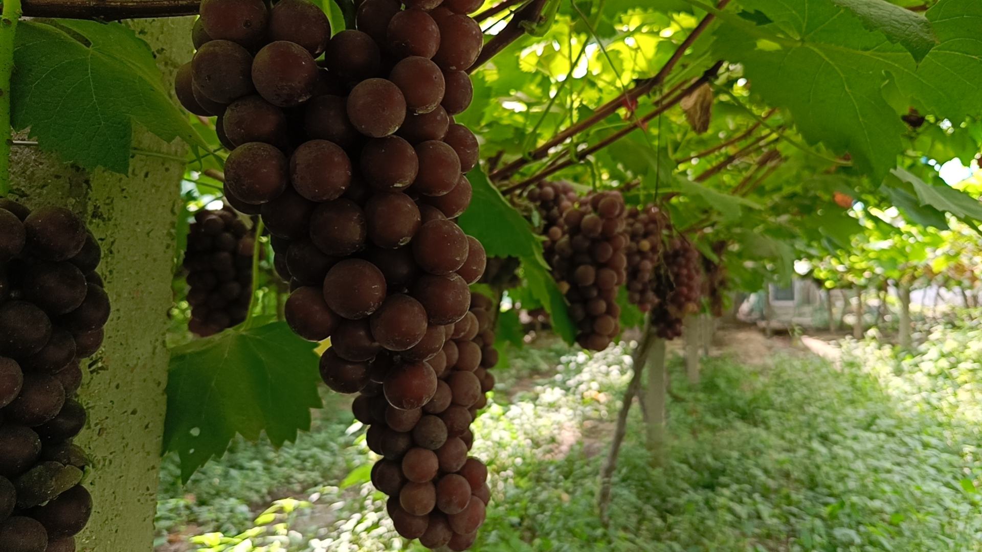 夏黑葡萄果园种植场景