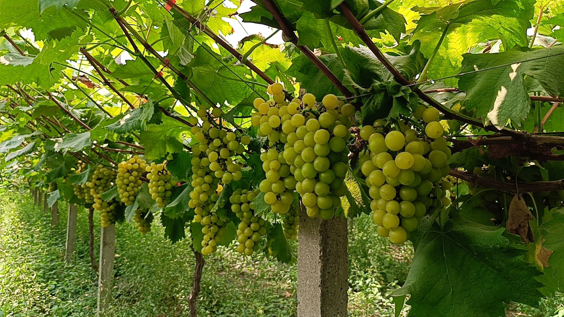 特写展示夏黑葡萄乌黑发亮的果实,果粒饱满,表面光滑,背景为绿色葡萄藤 夏黑葡萄特写