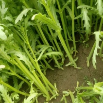 【牛商推荐】江苏淮安茼蒿，产地直供货源充足，全国发货
