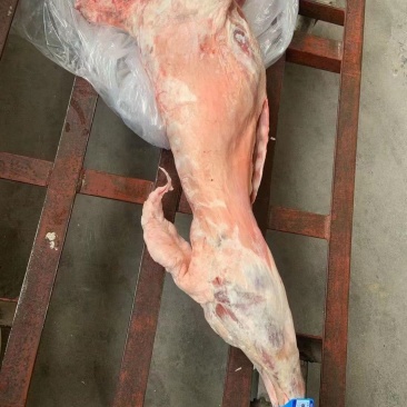 宁夏滩羊