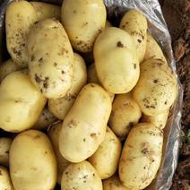 全国黄皮黄心土豆产地发货，保证质量，保证货源，全年稳定发