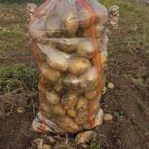 吉林尤金885土豆3两以上土豆种植基地直发大量出售以质论价