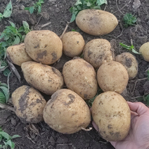 吉林本地土豆实验1号土豆产地直供货源充足可视频欢迎来电