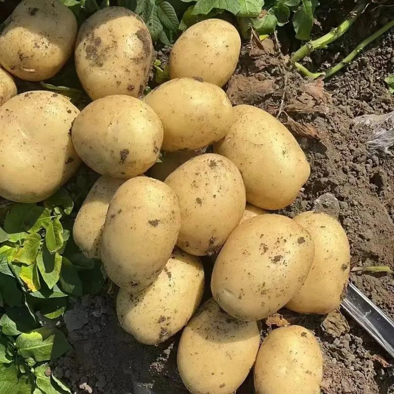 吉林尤金885土豆3两以上土豆种植基地直发大量出售以质论价