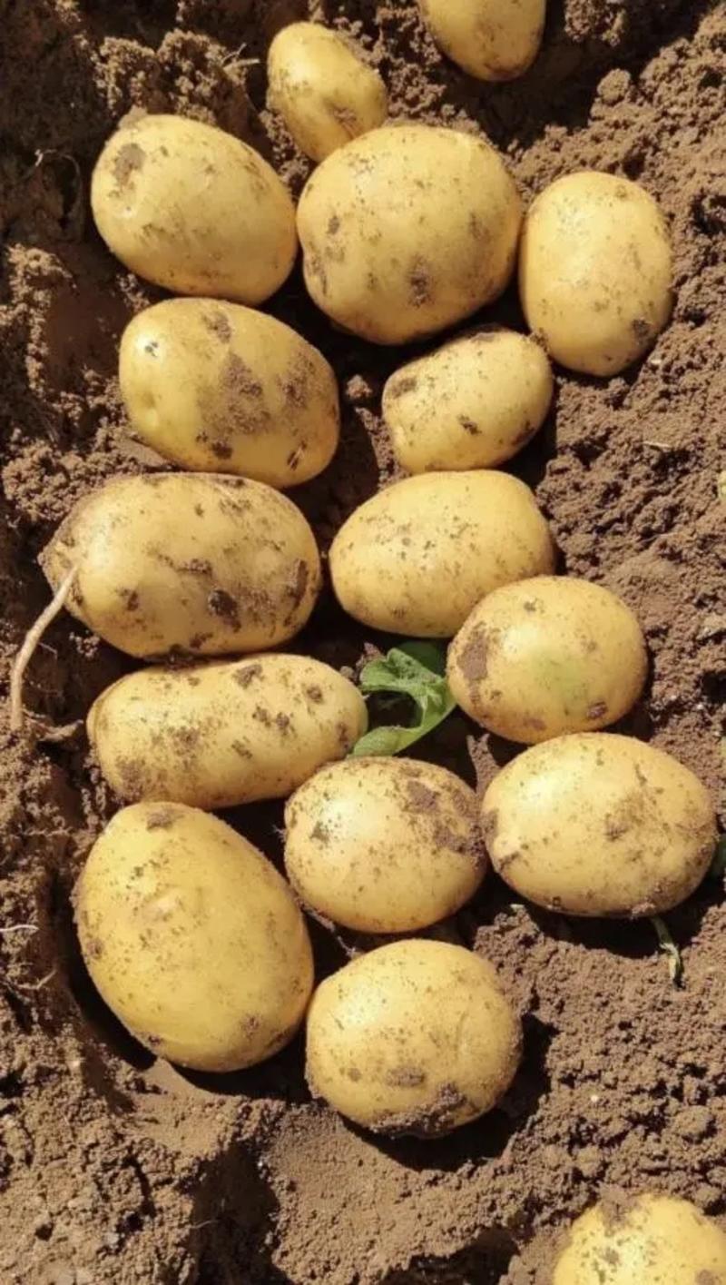 吉林本地土豆实验1号土豆产地直供货源充足可视频看货欢迎来电
