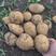 吉林本地土豆实验1号土豆产地直供货源充足可视频看货欢迎来电