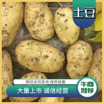 土豆对接各种市场一手货源品质保证欢迎合作