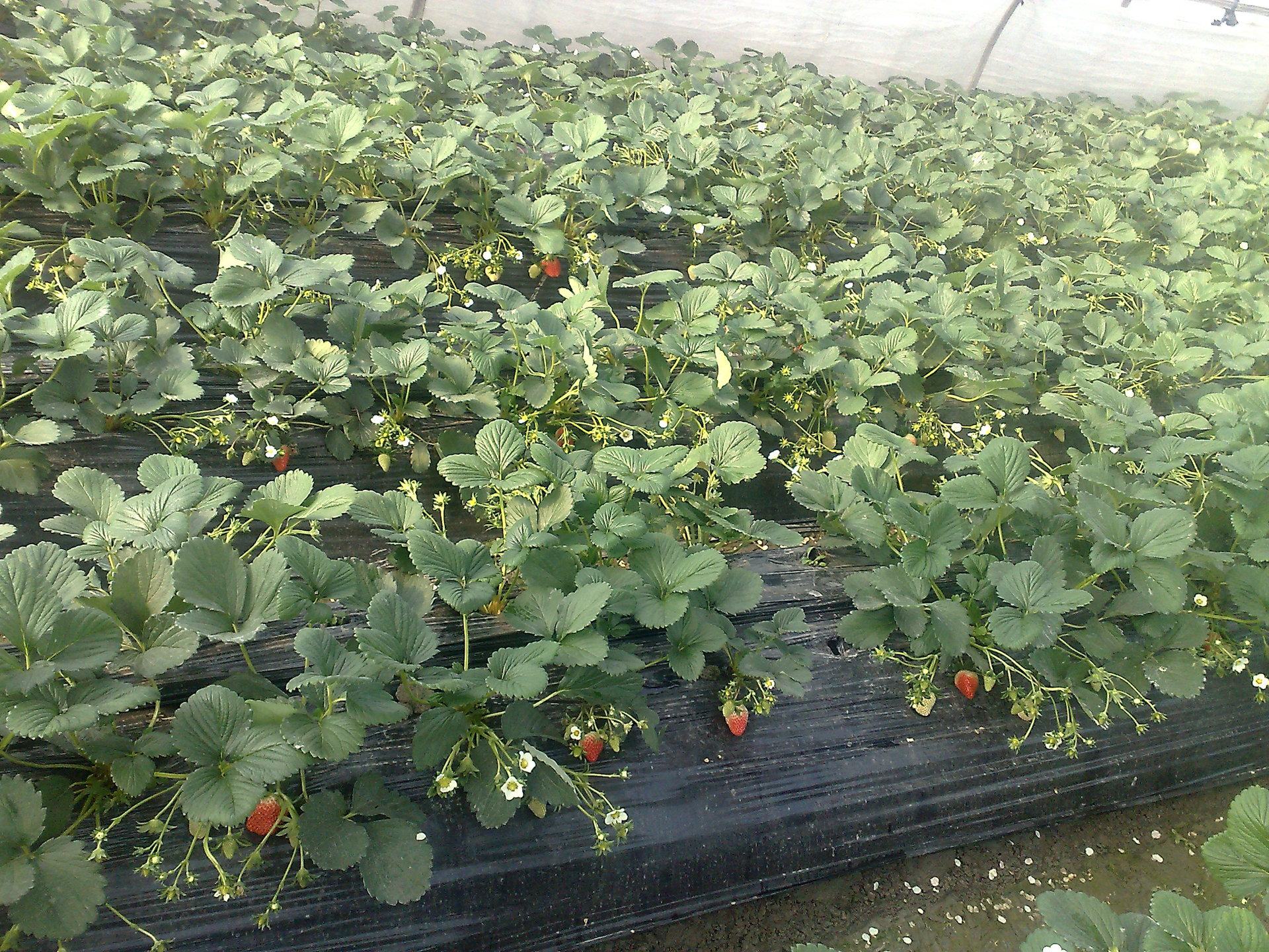 红颜草莓苗选苗现场
