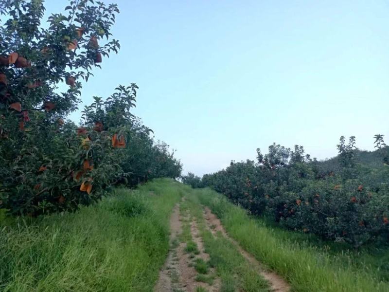 辽宁绥中寒富苹果高山苹果欢迎各位老板光顾