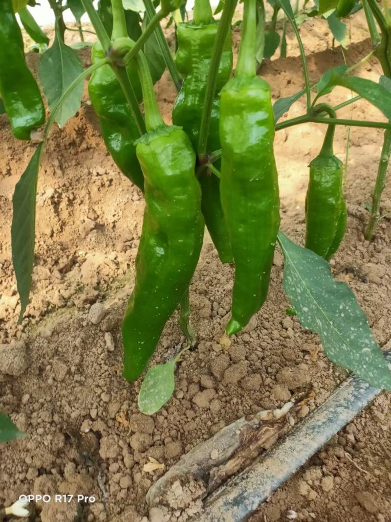 薄皮椒江苏新鲜薄皮椒一手货源交通便利电商市场食堂