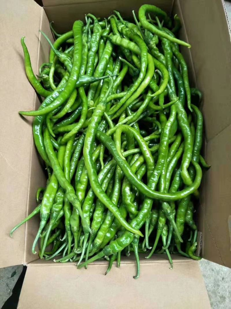 火辣王线椒江苏线椒辣味十足量大从优免费看货电商商超品质