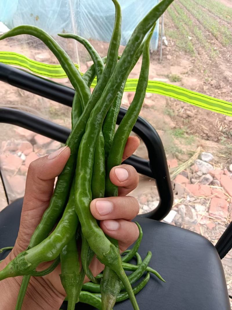 火辣王线椒江苏线椒辣味十足量大从优免费看货电商商超品质