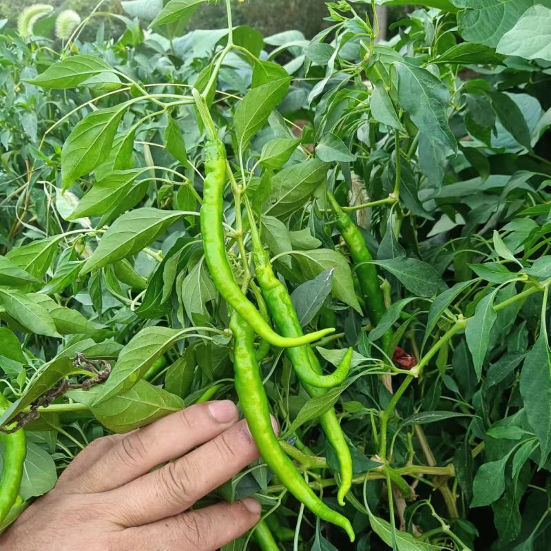 火辣王线椒江苏线椒辣味十足量大从优免费看货电商商超品质