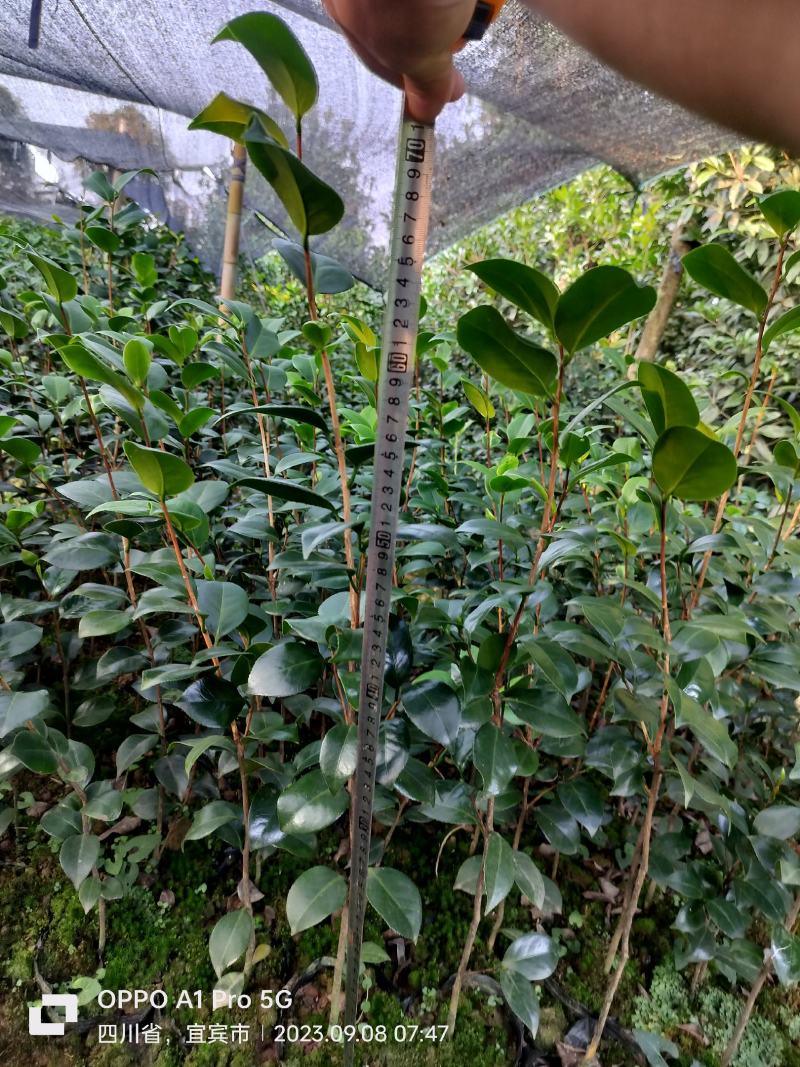 茶花小苗，七彩茶花，开花几个颜色，量大优惠，多买多得