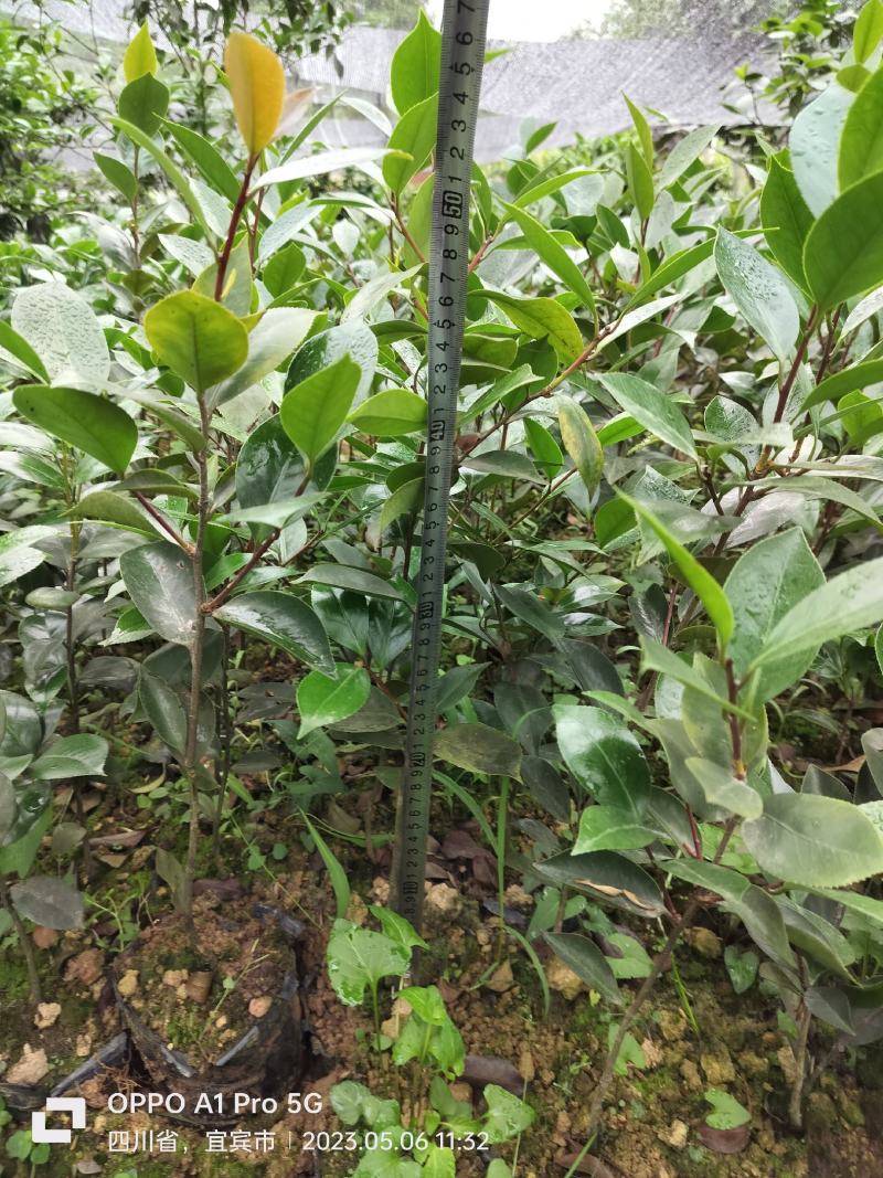 茶花小苗，七彩茶花，开花几个颜色，量大优惠，多买多得