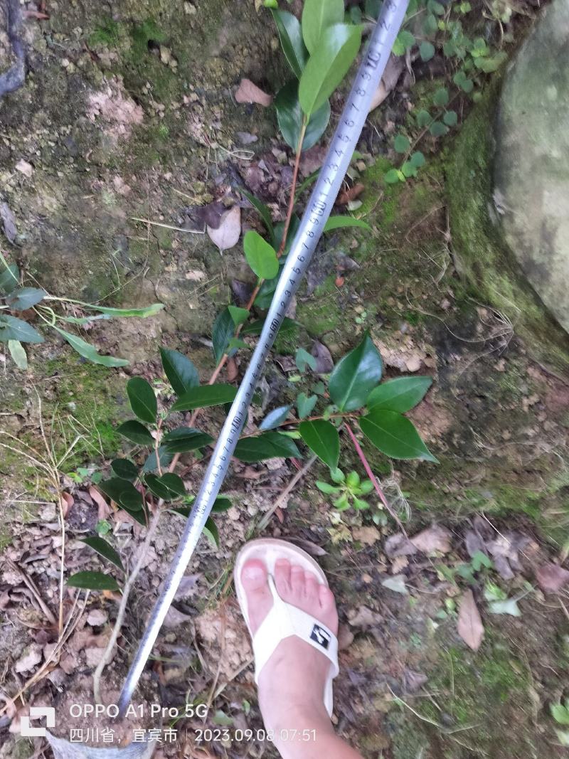 茶花小苗，七彩茶花，开花几个颜色，量大优惠，多买多得