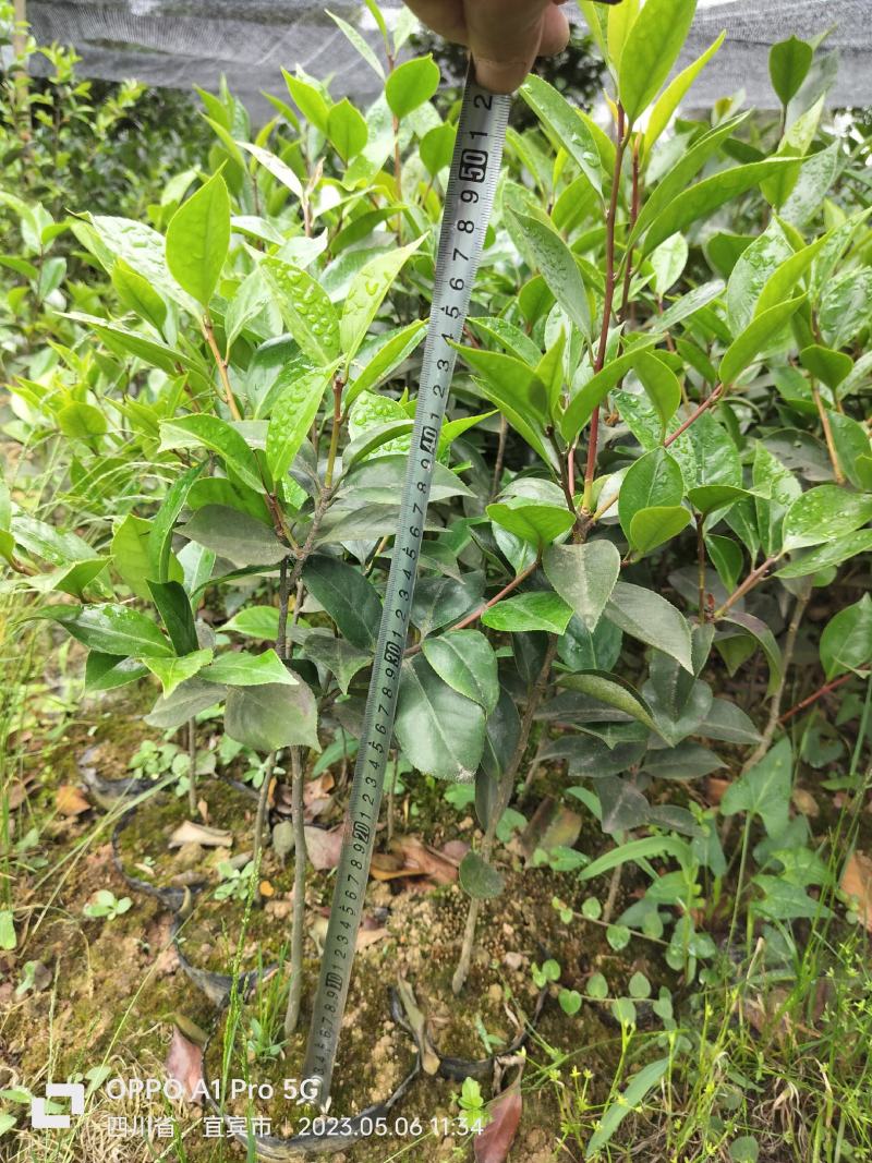 茶花小苗，七彩茶花，开花几个颜色，量大优惠，多买多得