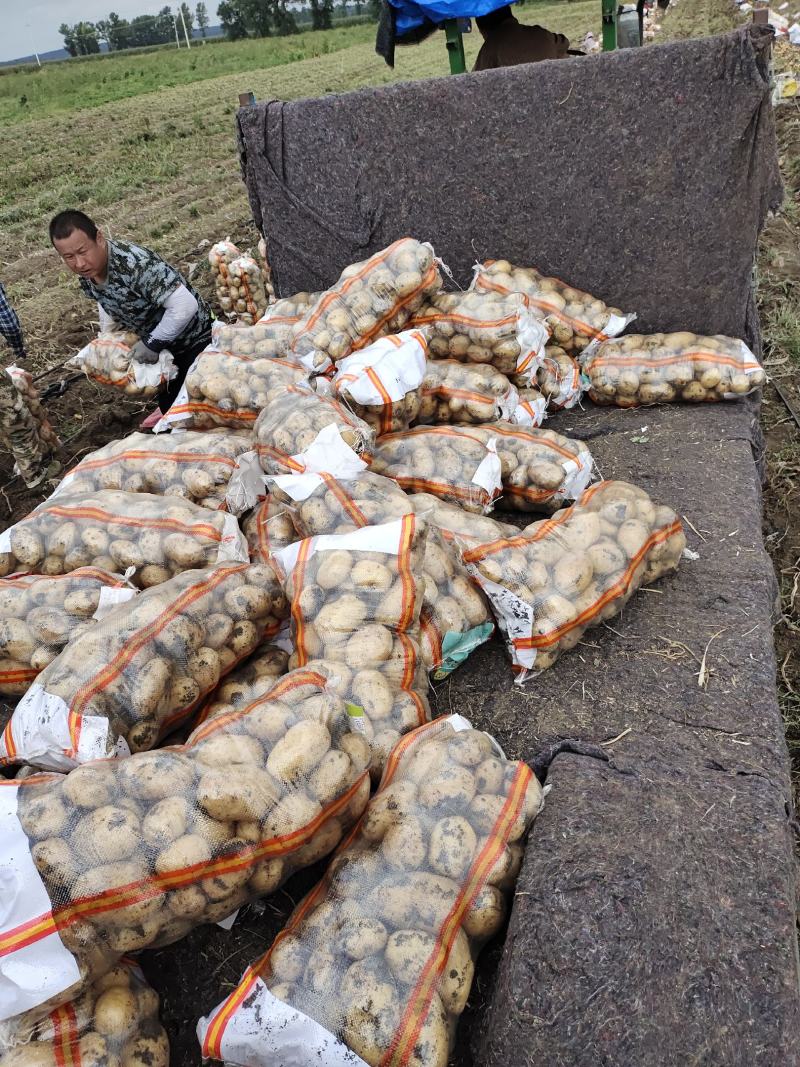 牡丹江土豆产地直发
