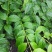 野生断肠草