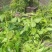 野生断肠草