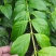 野生断肠草