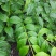 野生断肠草
