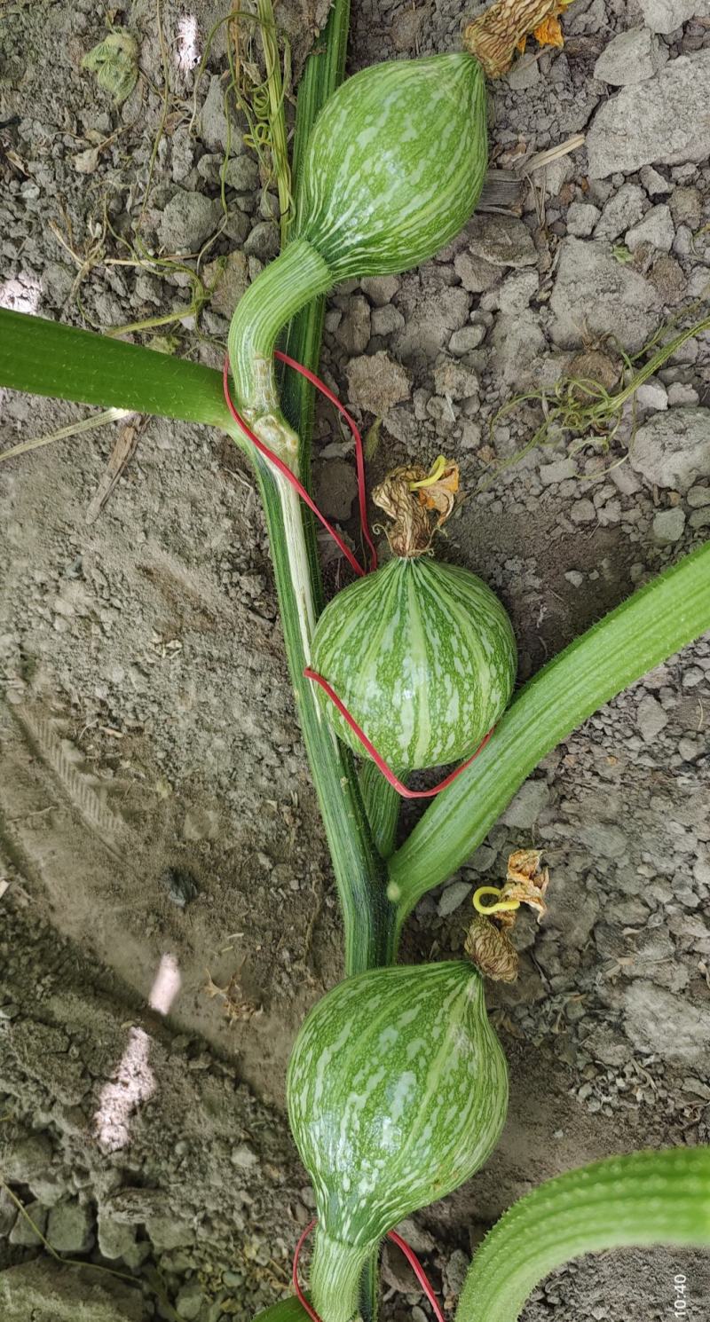 白色南瓜籽，绿杆和黑杆嫁接西甜瓜，基地生产稳定货源