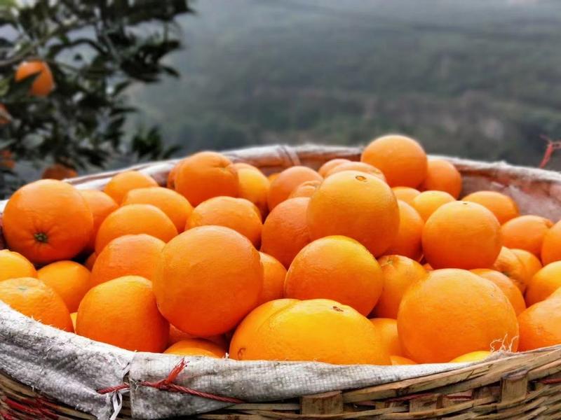 九月红脐橙果冻橙湖北秭归橙子之乡直发保质保量发货快