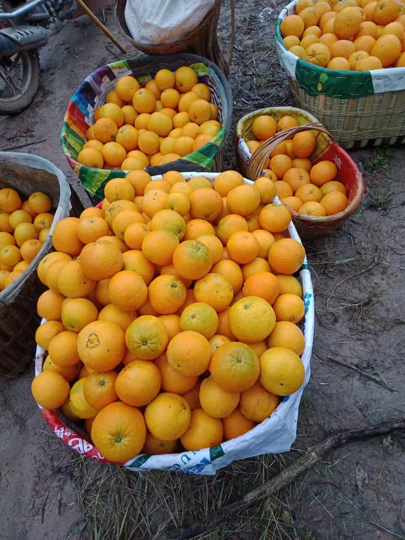 九月红脐橙果冻橙湖北秭归橙子之乡直发保质保量发货快