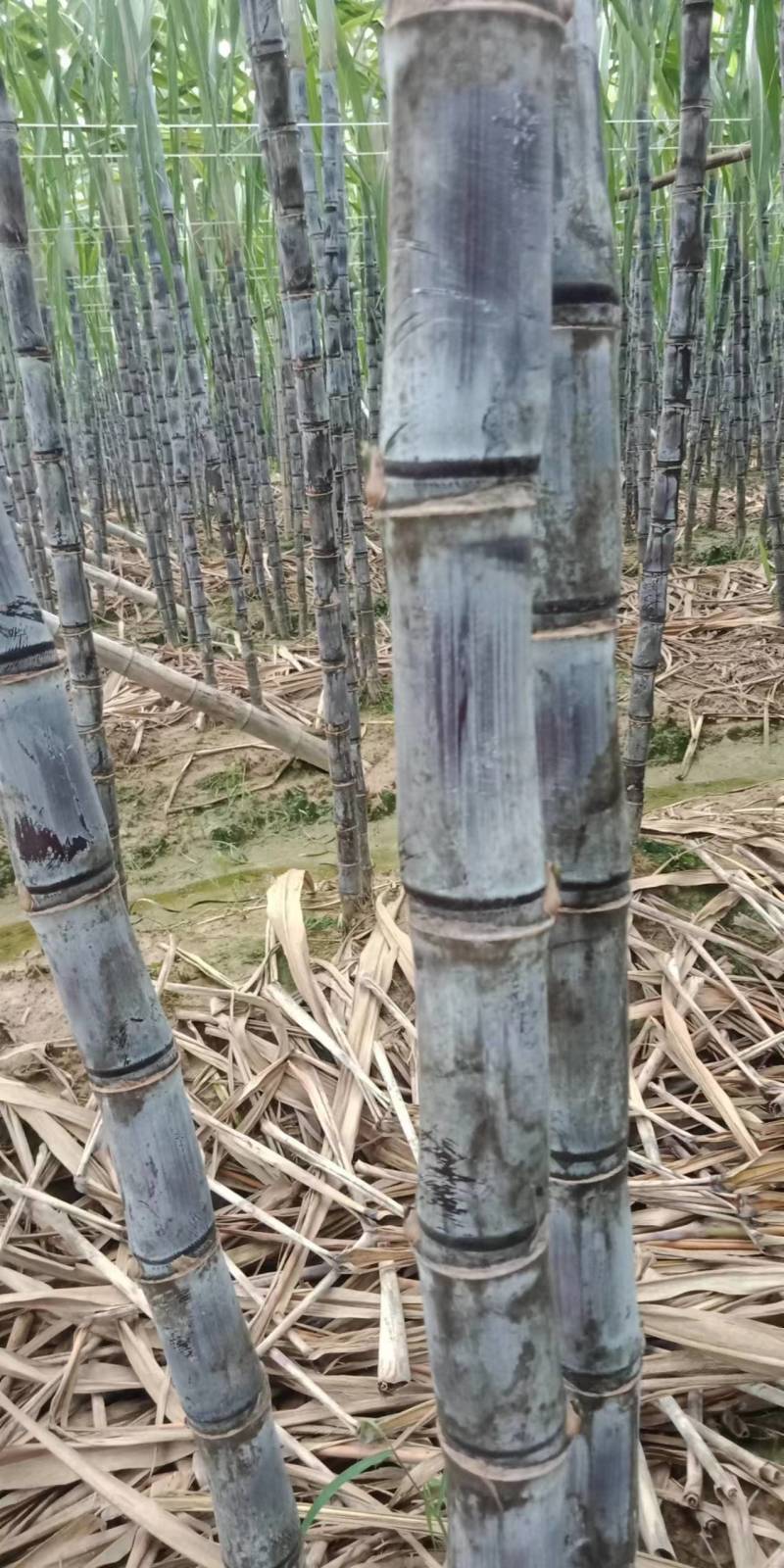 【精选甘蔗】黑皮甘蔗广东产地直发量大从优来电优惠