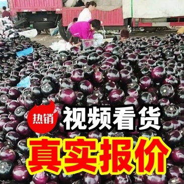 【食堂市场赶集货】山东莘县圆茄子《加工厂社区电商》
