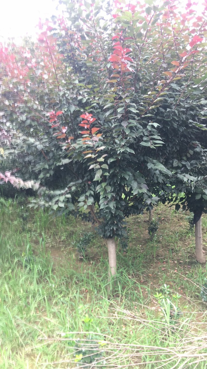 精品榆叶梅树苗苗圃直供诚信第一技术指导成活率高