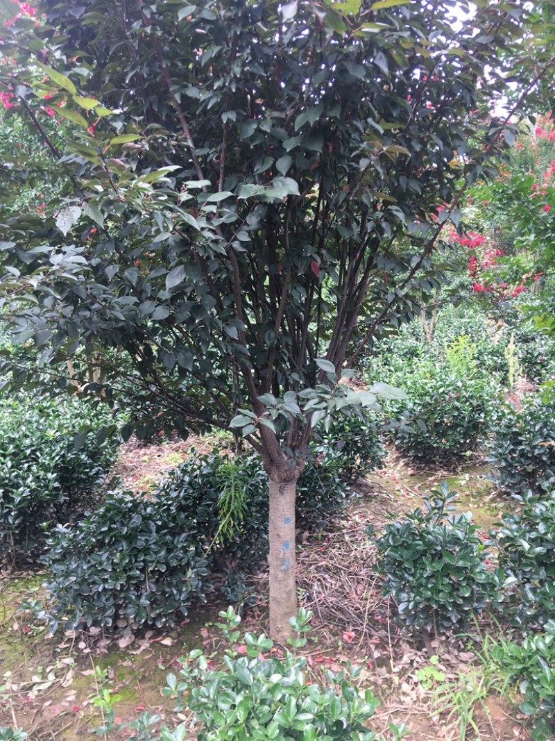 精品榆叶梅树苗苗圃直供诚信第一技术指导成活率高