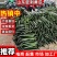 【真实报价】山东密刺黄瓜，电商赶集小车加工厂批发市场供应