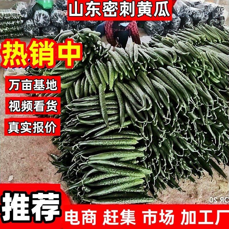 【真实报价】山东密刺黄瓜，电商赶集小车加工厂批发市场供应