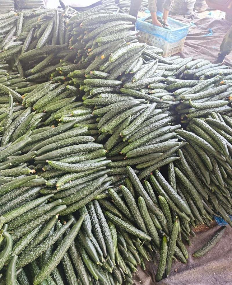 【实力代办】山东莘县密刺黄瓜，油亮鲜花，市场赶集食堂